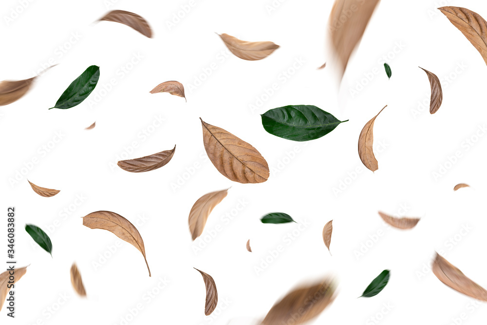 green and dry leaves flying on white background,motion blur green and dry leaves flying on white background,motion blur