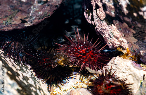 Black sea urchin nestled between some rocks
 photo