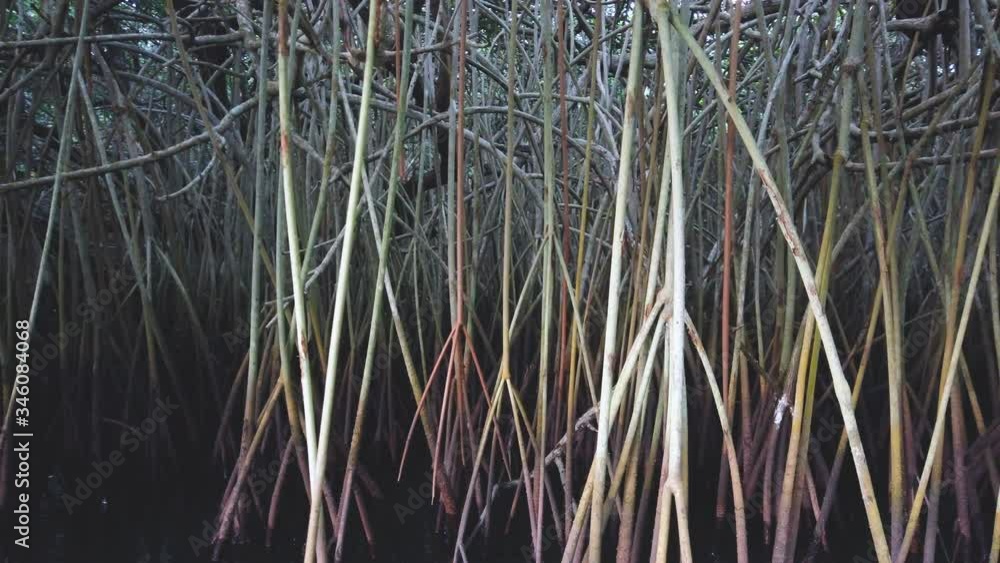 Visiting the Mangroves of La Tovara National Park. Ramsar Site, City of San Blas. Matanchen Bay, Pacific Ocean, Riviera Nayarit, Nayarit State, Mexico, Central America, America Visiting the Mangroves of La Tovara National Park. Ramsar Site, City of San Blas. Matanchen Bay, Pacific Ocean, Riviera Nayarit, Nayarit State, Mexico, Central America, America
