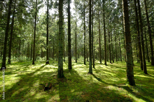 Die Morgensonne scheint durch den Märchenwald