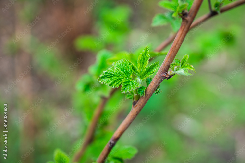 Raspberry branch with new green leaves. Selective focus. Shallow depth of field. Raspberry branch with new green leaves. Selective focus. Shallow depth of field.