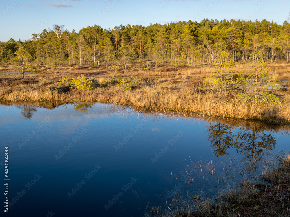 Colorful evening and sunset over the bog lake, crystal clear lake and bog in the evening, reflections on the water. Pine in the background.