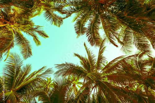 Beautiful seaside coconut palm tree forest in sunshine day clear sky background. Travel tropical summer beach holiday vacation or save the earth  nature environmental concept.