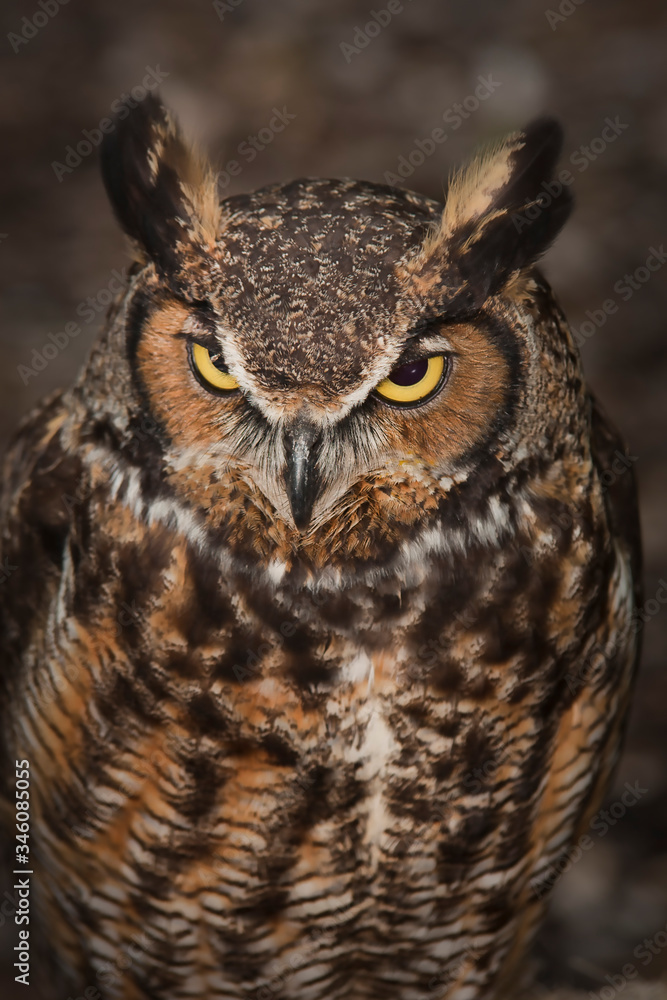 Fototapeta premium Horned owl portrait