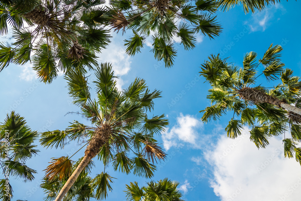 Green leave palm tree background with sky from bottom view. Tropical summer holiday vacation or beautiful pattern from nature environmental for your creative design concept. Green leave palm tree background with sky from bottom view. Tropical summer holiday vacation or beautiful pattern from nature environmental for your creative design concept.