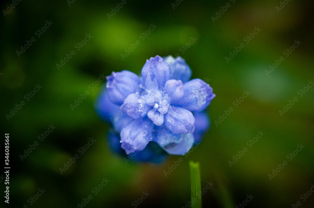 Spring early beautiful delicate muscari flower of blue closeup, macro shot.
