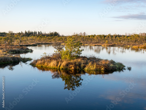 Nice landscape with evening and sunset over the bog lake, crystal clear lake and peat island in the lake and bog vegetation, bog pine in the background.