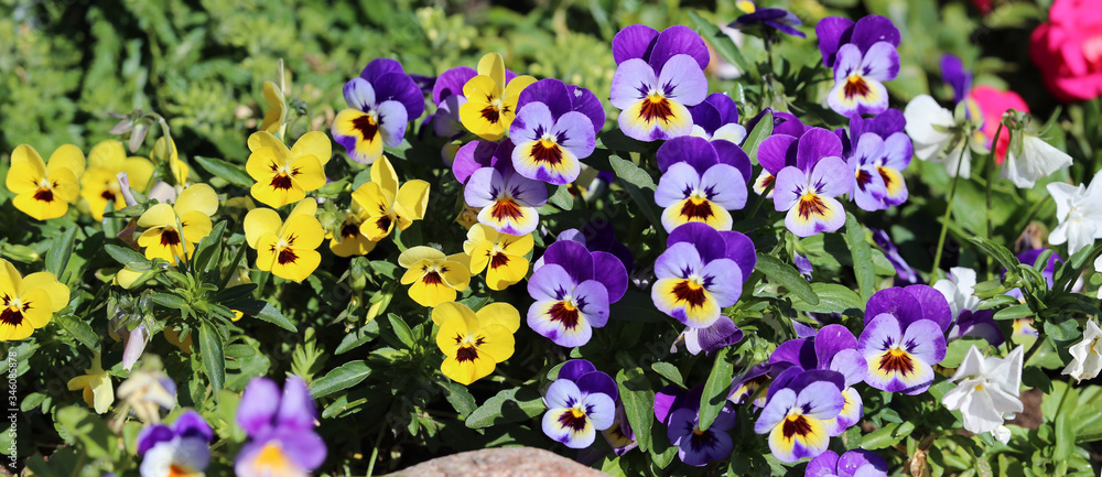 A lot of bright colorful - yellow, purple, white and orange - pansy flowers during a sunny spring day in Finland. Flower garden creates joy, happiness and brings color to life. Closeup photo. A lot of bright colorful - yellow, purple, white and orange - pansy flowers during a sunny spring day in Finland. Flower garden creates joy, happiness and brings color to life. Closeup photo.