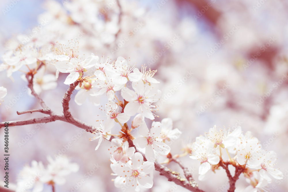 pastel pink yellow spring flowers blossom pastel pink yellow spring flowers blossom