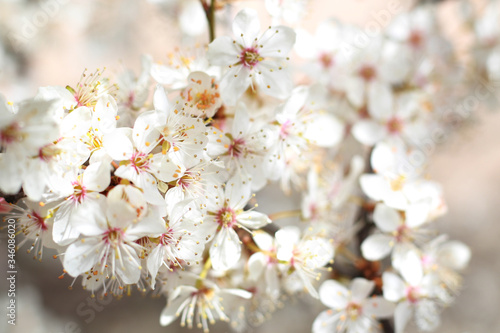 Wallpaper Mural pastel pink yellow spring flowers blossom Torontodigital.ca