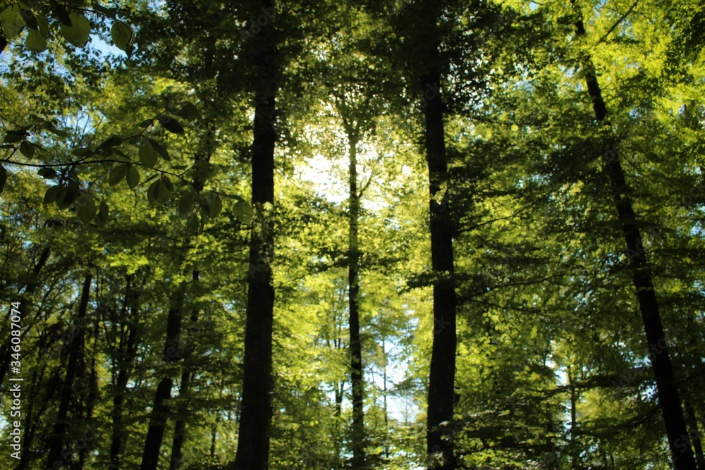 Fototapeta premium sun rays in the forest