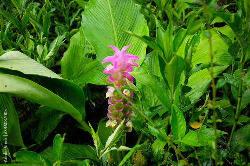 Blooming pink Curcuma zanthorrhiza wildflowers in tropical rainforest in Thailand