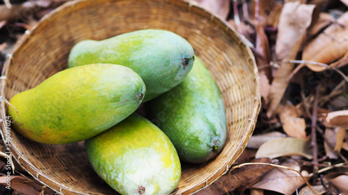 Mango tropical fruit in wooden basket put on green leaf background