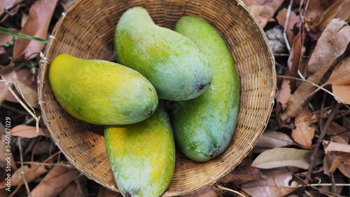 Mango tropical fruit in wooden basket put on green leaf background