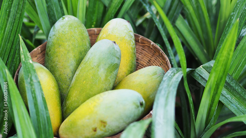 Mango tropical fruit in wooden basket put on green leaf background