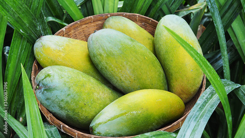 Mango tropical fruit in wooden basket put on green leaf background