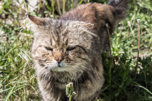 Stern thoroughbred cat for a walk in the garden. Cat in a meadow of dandelions among plants and grass © Natali