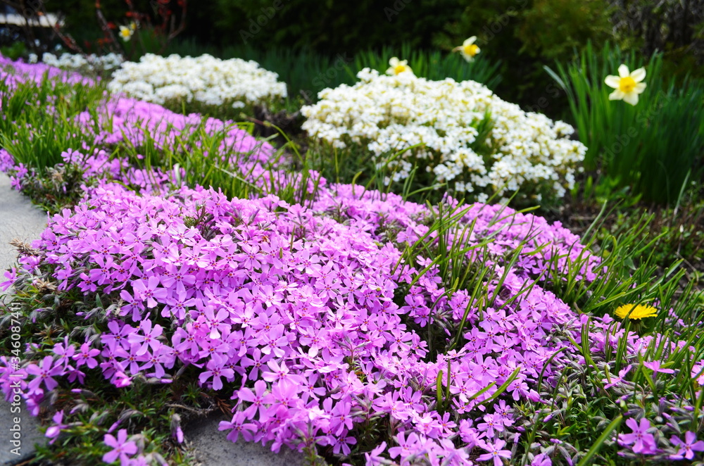 The phlox is awl-shaped pink. Flower vegetable background vertically. Close up. Macro. The phlox is awl-shaped pink. Flower vegetable background vertically. Close up. Macro.