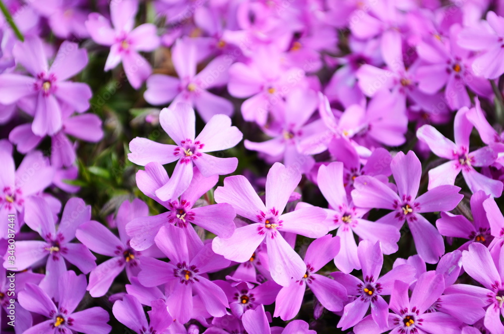 The phlox is awl-shaped pink. Flower vegetable background vertically. Close up. Macro.