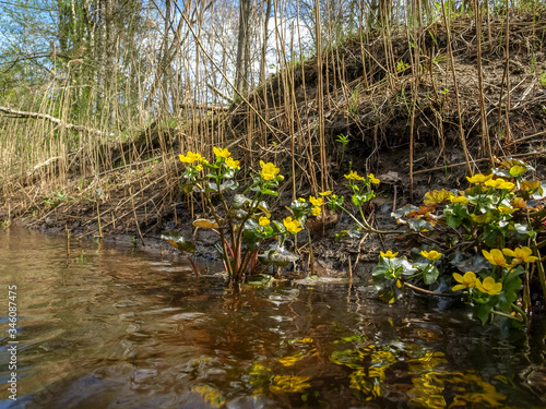 Plant with yellow petals.Group of Marsh Marigold  Caltha palustris  growing near a small river  spring blooms brightly