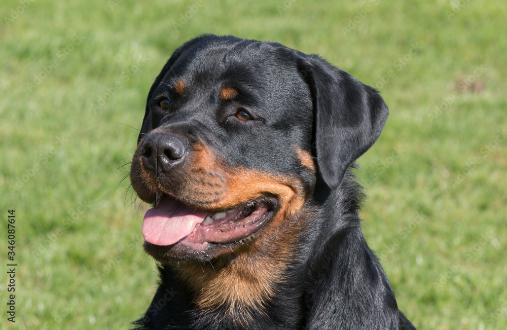 Rottweiler with grass background 