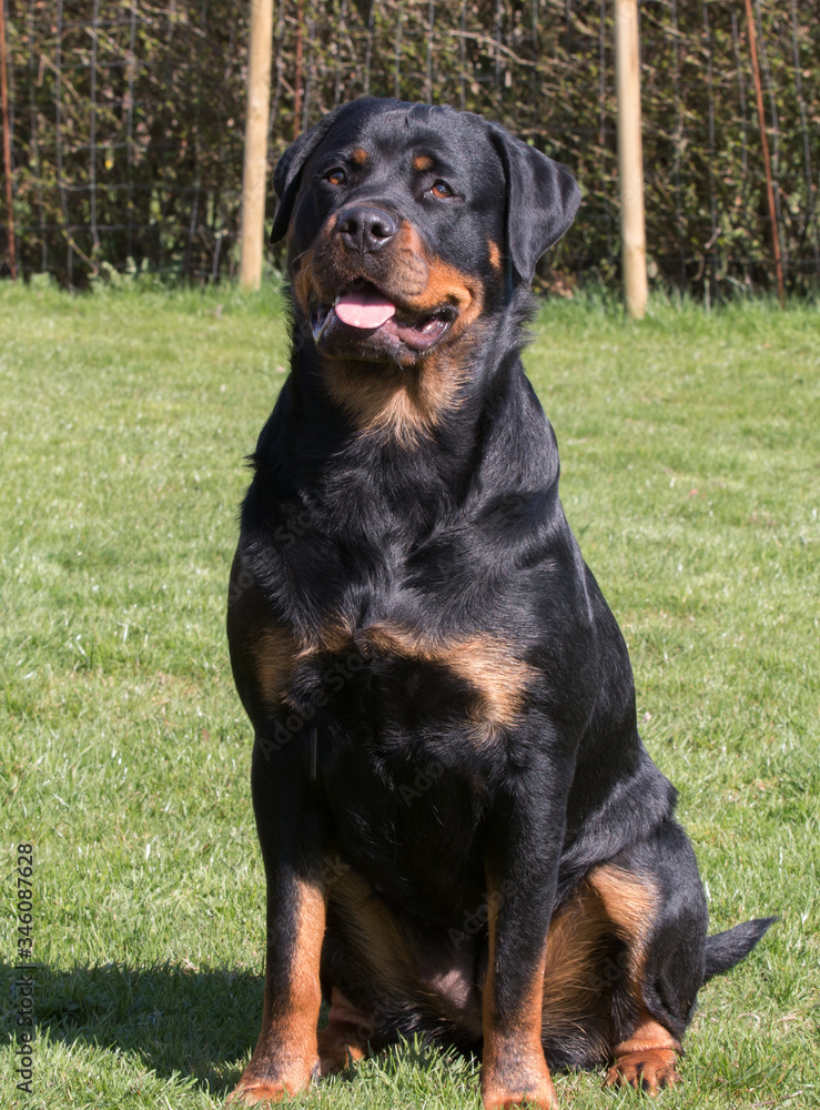 Rottweiler with grass background 