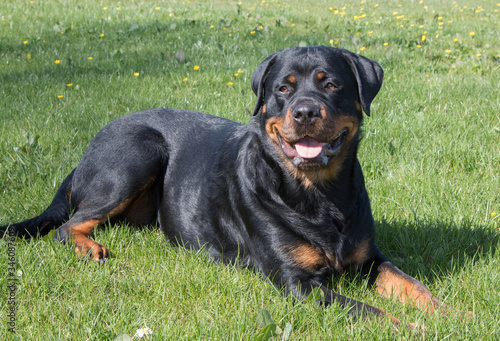 Rottweiler with grass background 