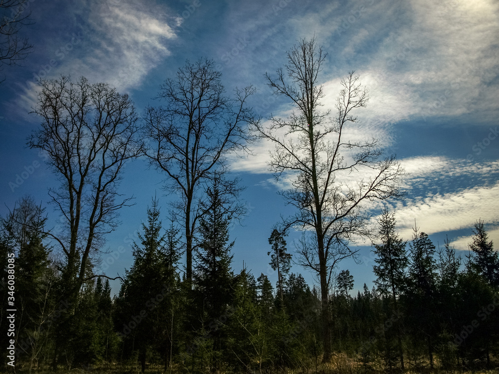 spring landscape with dark tree silhouettes against blue sky and white clouds, the first spring greenery spring landscape with dark tree silhouettes against blue sky and white clouds, the first spring greenery