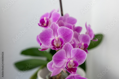 Pinke Orchidee Blume vor wei  
