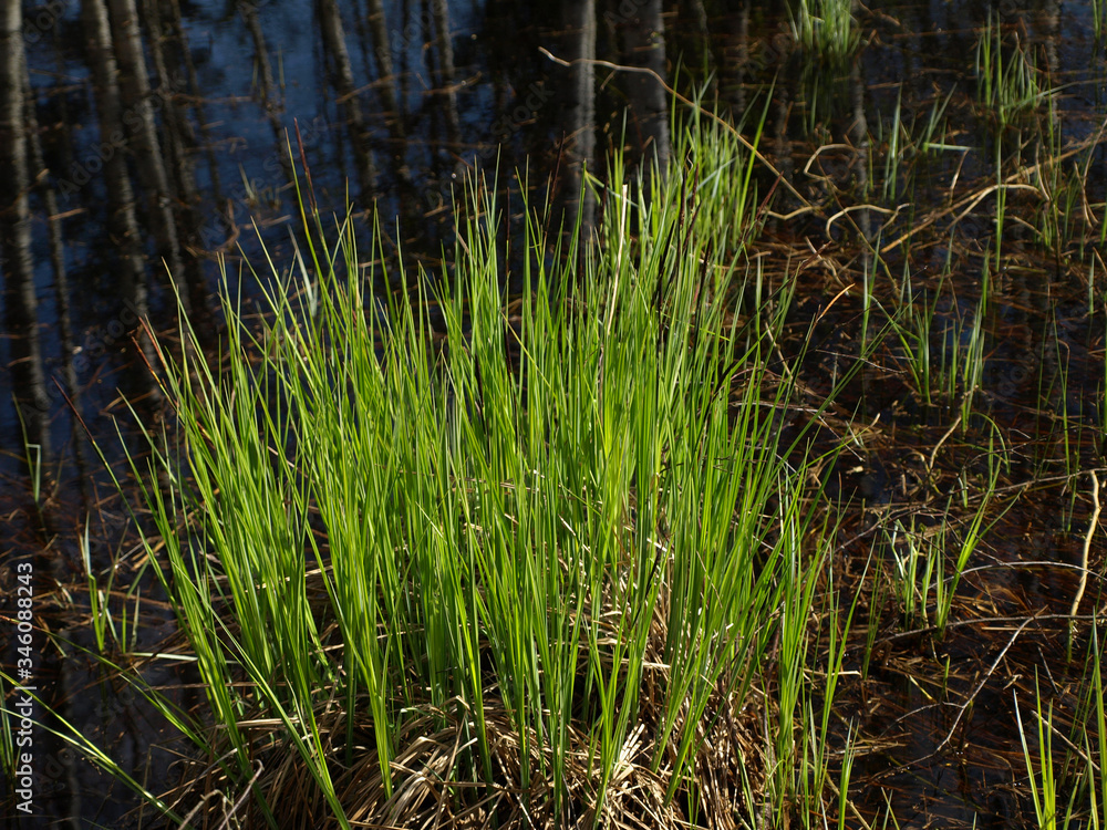 the first green plants in spring, bright green contrast with gray the first green plants in spring, bright green contrast with gray
