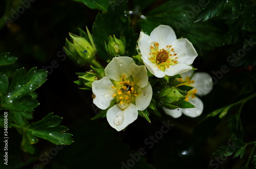 flowering strawberries. Garden strawberries bloom in the ground  in open soil. Small white garden strawberry flowers