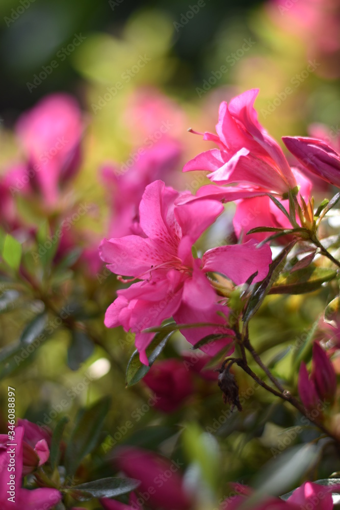 Fototapeta premium Blühende Azalee