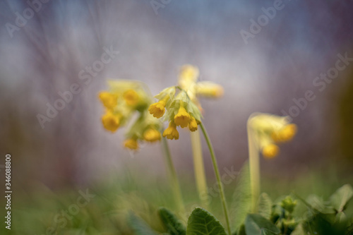 Primula (one from the first spring flowers)