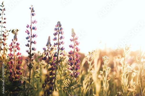 Field of lupins at sunset. Spring. Summer landscape.