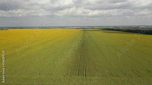 Aerial view of the sunflower field sunny day. Flight over the sunflower field