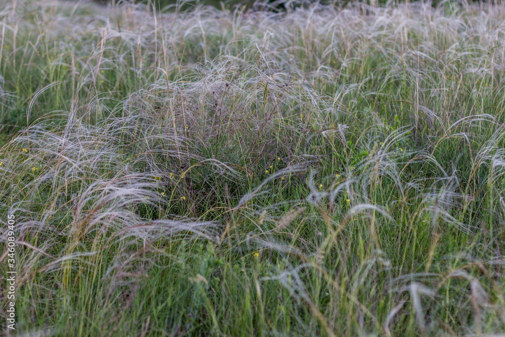 wild feather grass. feather grass field