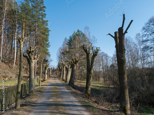 willow tree avenue, parkway to country cemetery at small village Marenicky in luzicke hory, Lusatian Mountains, early spring, blue sky photo