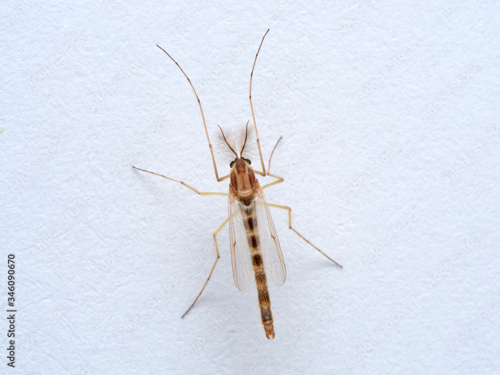A non biting midge male. Chironomus plumosus A non biting midge male. Chironomus plumosus
