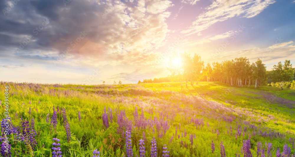 Sunset or sunrise on a hill covered with lupines in summer or early spring season with cloudy sky background. Landscape. - obrazy, fototapety, plakaty 