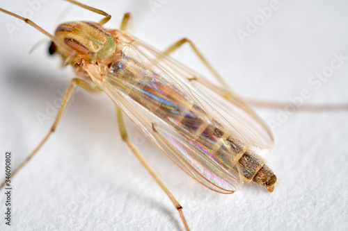 A non biting midge female. Chironomus plumosus