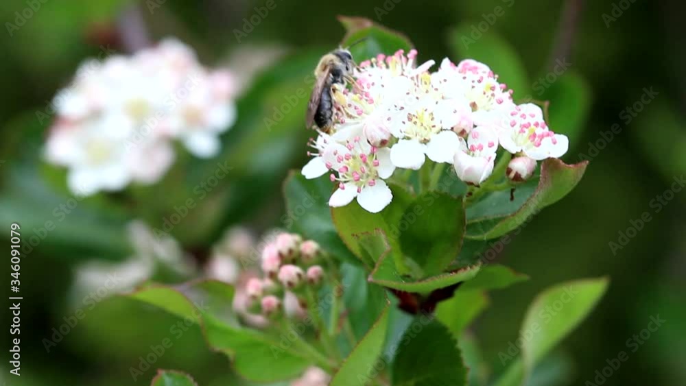 Aronia melanocarpa, called the black chokeberry and a single bee on it's flowers. Aronia melanocarpa, called the black chokeberry and a single bee on it's flowers.