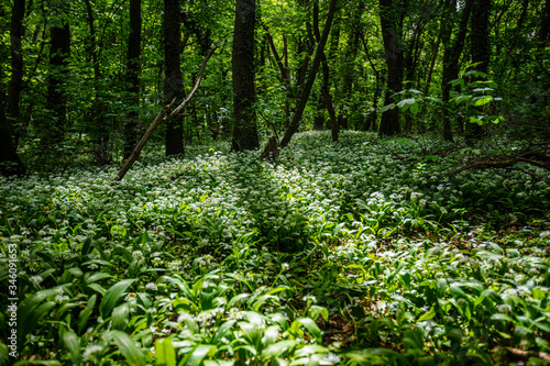 Fototapeta Naklejka Na Ścianę i Meble -  spring green forest
