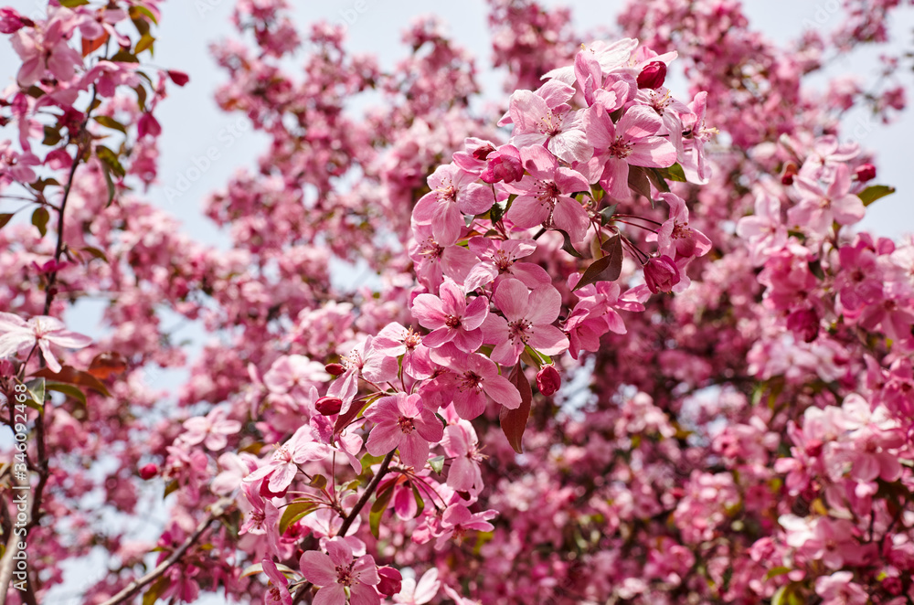Beautiful pink apple blossom.Flowering apple tree.Fresh spring background on nature outdoors.Soft focus image of blossoming flowers in spring time Beautiful pink apple blossom.Flowering apple tree.Fresh spring background on nature outdoors.Soft focus image of blossoming flowers in spring time