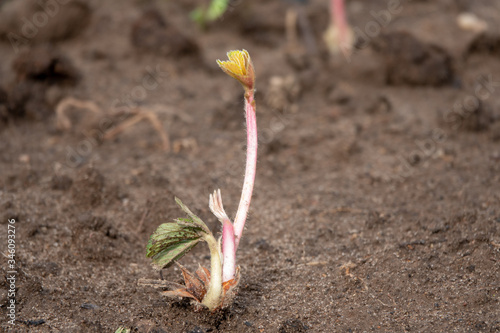 Strawberry frigo seedlings ready to grow in garden