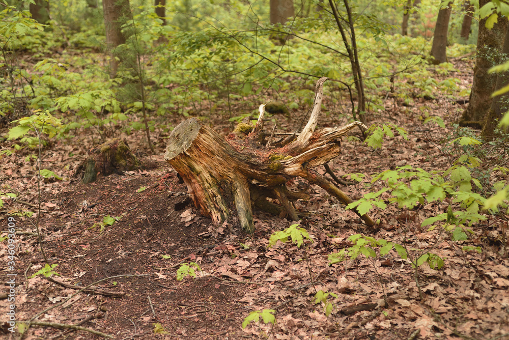 Fototapeta premium Stub in the forest. It was a long time after the tree fell.