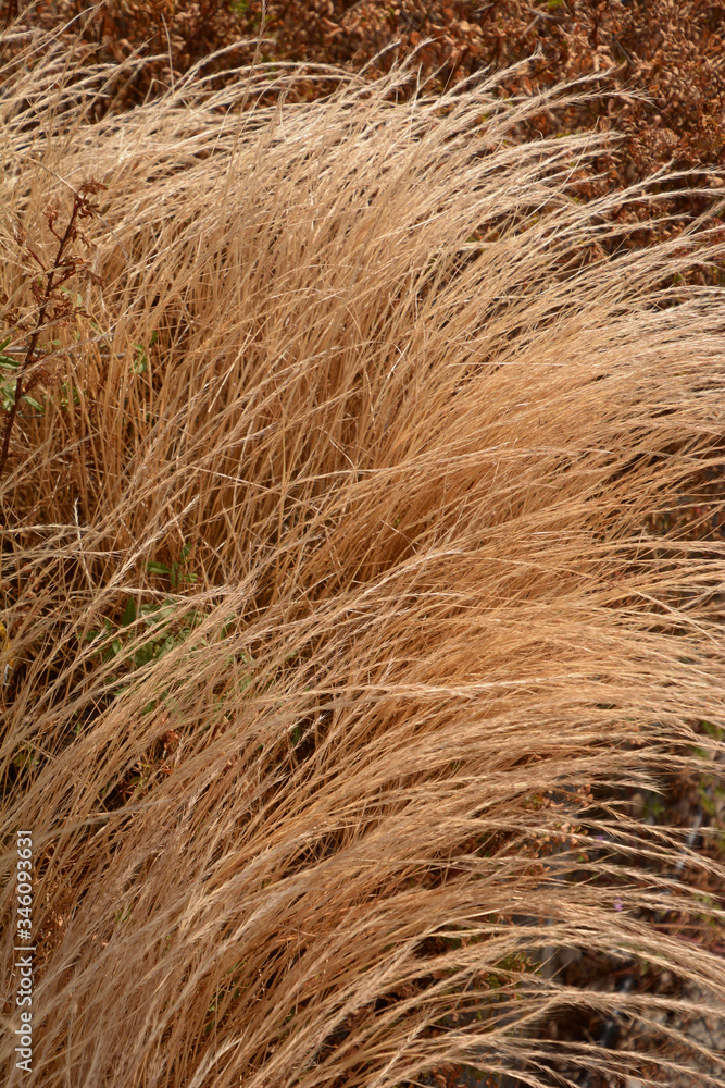 dry brown ornamental grass in late spring dry brown ornamental grass in late spring