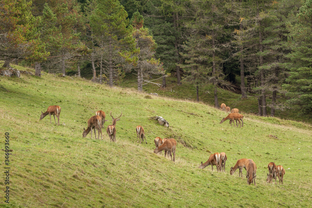 A group of young deers in a green alpine pasture; A group of young deers in a green alpine pasture;