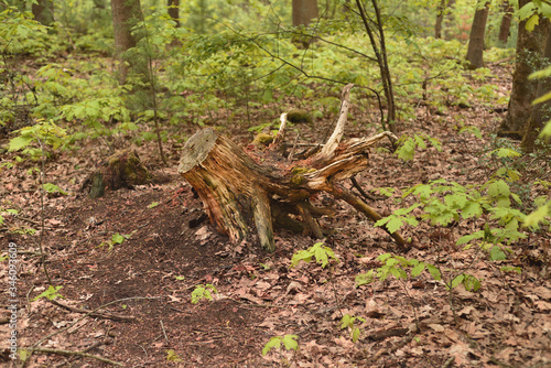 Wallpaper Mural Stub in the forest. It was a long time after the tree fell. Torontodigital.ca