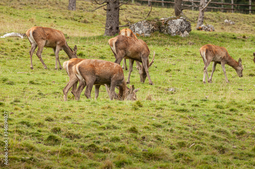 A group of young deers in a green alpine pasture 