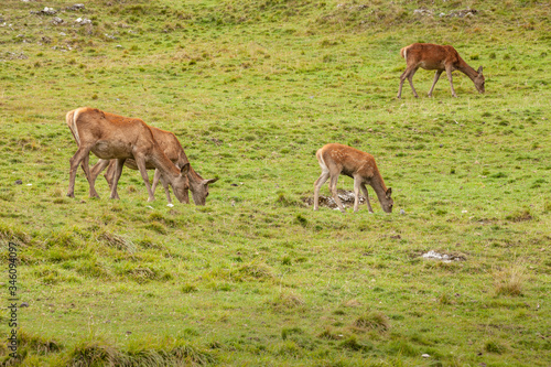 A group of young deers in a green alpine pasture 